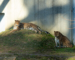 Tigers are large cats with orange and black fur.
Lions are large cats with a mane and a roaring roar.
Panthers are graceful predators with black fur and yellow eyes.