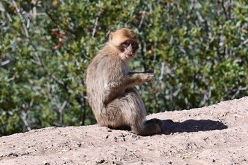 monkeys at the Uzud waterfall, Morocco, Marrakech, Africa, 