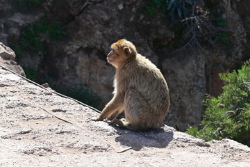 monkeys at the Uzud waterfall, Morocco, Marrakech, Africa, 