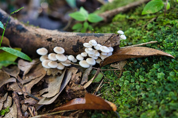 Morn blanc nature trail,mushrooms on cinnamon trunk, Mahe Seychelles  1