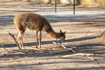 Llamas are domesticated animals from South America, known for their wool, strength, and gentle temperament.