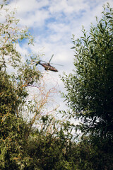 tree in the forest