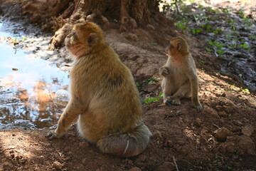 monkeys at the Uzud waterfall, Morocco, Marrakech, Africa, 