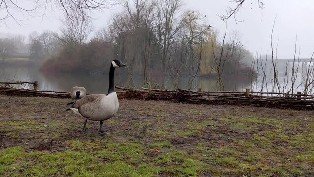 Canada geese in the local recreation area at the Seilersee