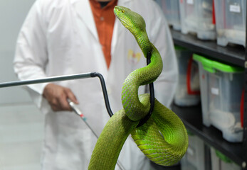 Researchers are examining snakes at the Venom Center to extract their venom. Snakes venom research center Chittagong,Bangladesh