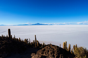 Cactus Island in Salar de Uyuni, Bolivia