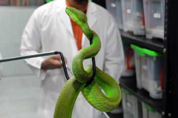 Researchers are examining snakes at the Venom Center to extract their venom. Snakes venom research center Chittagong,Bangladesh