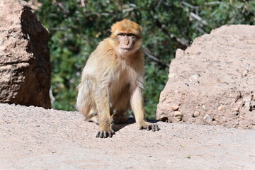 monkeys at the Uzud waterfall, Morocco, Marrakech, Africa, 