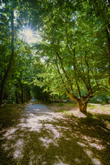 Sunlight through green canopy on beech trees along dirt road