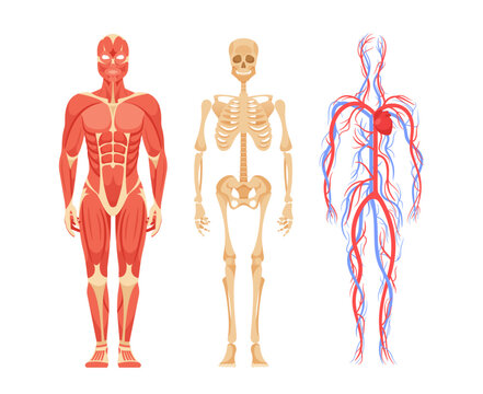 Human Male Body Anatomy Featuring Detailed View Of Skeletal, Muscular, Circulatory, Nervous, Digestive Systems