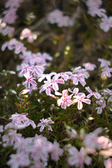 Obraz premium 咲き始めた可愛いピンクの芝桜