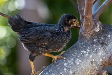 Adorable Black Baby Chicken Climbing Up a Tree