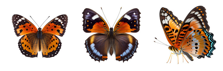 butterfly on a transparent background For decorating projects easily. generative AI