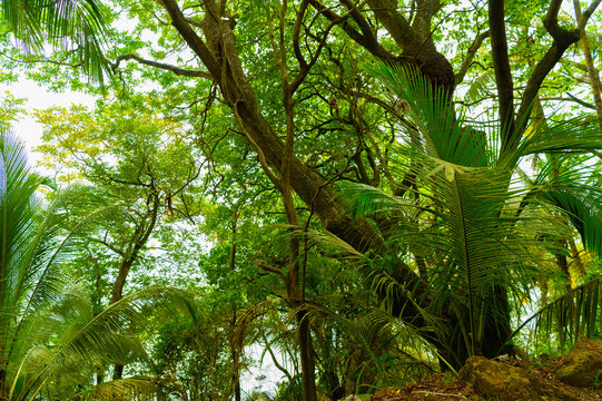 bright green forest of tropical jungle nature. photo of tropical jungle nature landscape.