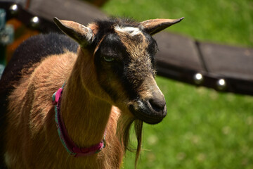 Young Billy Goat with a Beard on a Farm