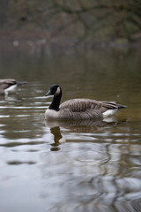 country goose branta canadensis