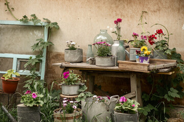 spring decor of the backyard of a country house, colorful flowers planted in old watering cans,...