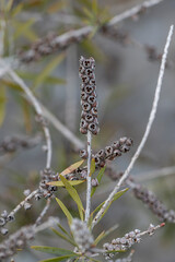 Graines de callistemon