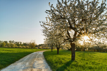 Frühlingsmorgen im Schwarzbubenland