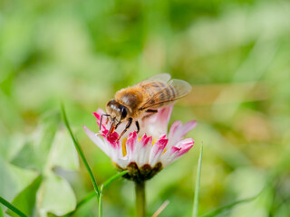 Biene diagonalansicht auf Gänseblümchen