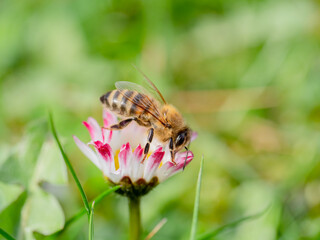 Biene Seitenansicht auf Gänseblümchen