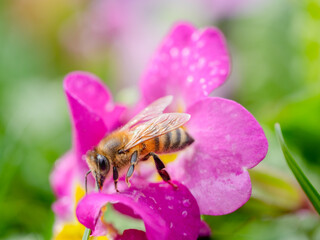 Biene Seitenansicht auf Primel