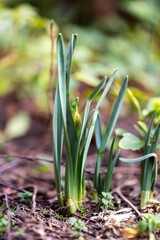 Fototapeta premium A portrait of a green daffodil plant still growing in order to sprout a beautiful flower in spring. In the middle you can see the flower bud growing.