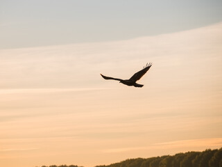 Silhouette of a bird of prey against the sky