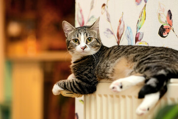 A beautiful cat relaxing on a warm radiator.