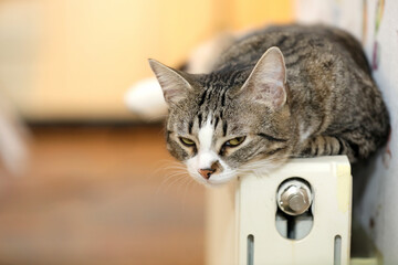 A beautiful cat relaxing on a warm radiator.
