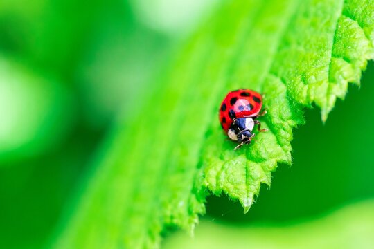 A macro portrait of a red ladybug or coccinellidae with black spots, walking towards the edge of a green leaf of a tree. The insect is very useful in a garden.