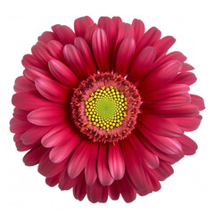 Red Flower Gerbera isolated on White Background with clipping path. No shadows. Closeup. Nature. Generative AI