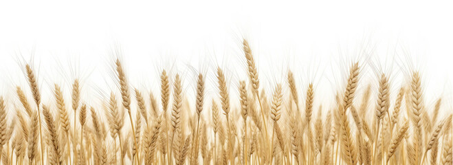 A wheat field border on white background - Generative AI - obrazy, fototapety, plakaty