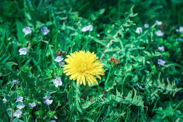 Frühlingsblume Löwenzahn mit Biene
