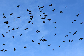 Black birds against the blue sky, crows fly in a flock