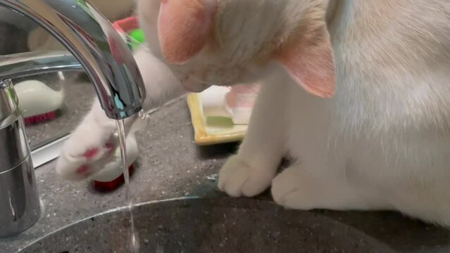 L'eau du robinet et le chat