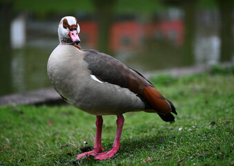 egyptian goose on the lake	