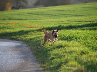 Fröhlicher Hund rennt auf die Wiese