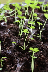 Two-month-old root celery seedlings