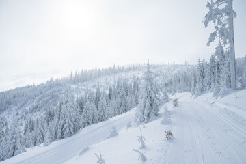 Fototapeta na wymiar Nice fresh snowed countryside with snowed trees, Jeseniky, Czech Republic