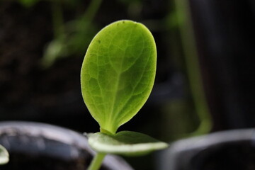 Watermelon seedling leaf close up
