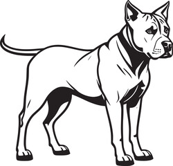 Illustration of a fierce black and white fighting dog, possibly a pit bull, Staffordshire, or mastiff, captured in monochrome