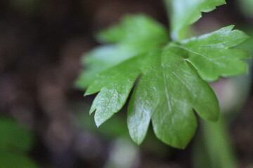 Two-month-old root celery seedlings