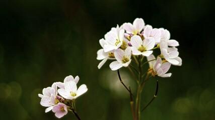 Wiesenschaumkraut