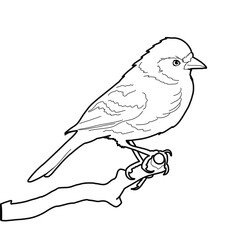 Chaffinch bird line art buchfink