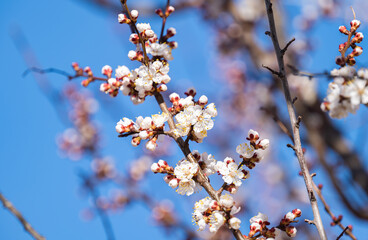 apricot blossoms in early spring