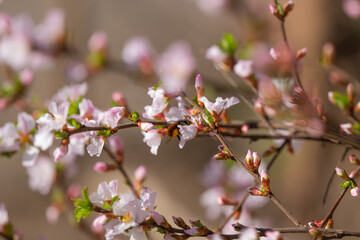 cherry blossom flowers in spring