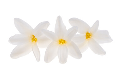 Fototapeta premium hyacinth flower isolated