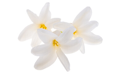 Fototapeta na wymiar hyacinth flower isolated