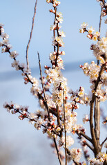 apricot blossoms in early spring